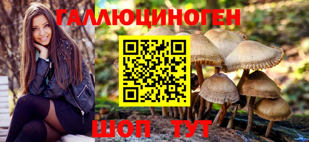 Галлюциногенные грибы Psilocybe Гулькевичи